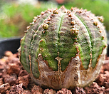 일본오베사 404-8402|Euphorbia obesa (Baseball Plant) 