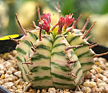 멜로포르미스금 404-8403|Euphorbia meloformis