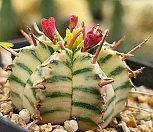 멜로포르미스금 404-8404|Euphorbia meloformis