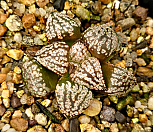 오쿠보핑크픽타(중묘) 53-42|Haworthia picta