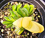 그린옥선금|Haworthia truncata variegated