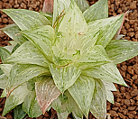 빙사탕금자연군생.04/30|Haworthia retusa var. turgida f. variegata