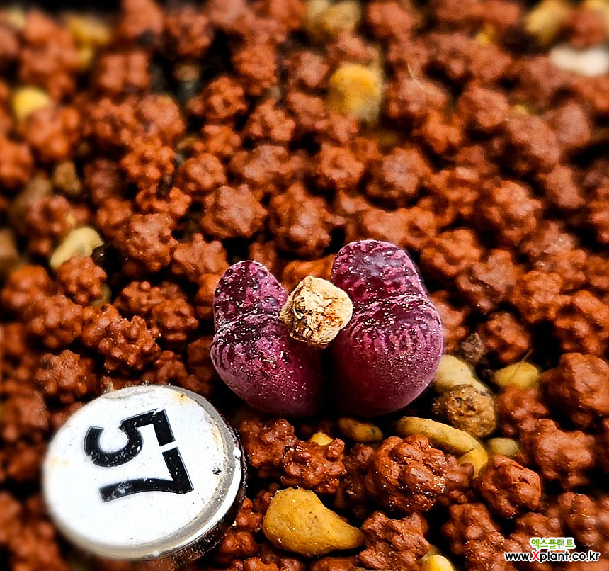 마킨스플럼 : 코노피튬 - 엑스플랜트