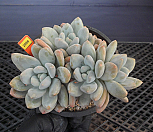 후레뉴 자연군생4-2986|Pachyphytum cv Frevel