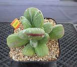 호피방울복랑금4-3142|Cotyledon orbiculata cv variegated