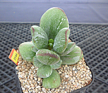 호피방울복랑금4-3144|Cotyledon orbiculata cv variegated