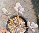 홍미인요청|Pachyphytum cv mombuin