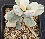 방울복랑금자연.05/01|Cotyledon orbiculata cv variegated