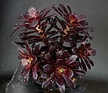 로즈흑법사 31-124|Aeonium arboreum Zwartkop