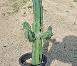 0501 용신목 106|Myrtillocactus geometrizans