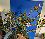 비스피노숨 원산지구|Pachyphytum bispinosum