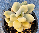 홍미인금 980501|Pachyphytum cv mombuin
