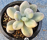 홍미인금 990501|Pachyphytum cv mombuin