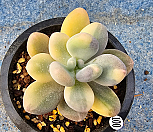 홍미인금 1000501|Pachyphytum cv mombuin