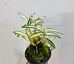 미니석곡 황금설|Dendrobium moniliforme