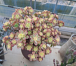 까라솔대뭄화분포함|Aeonium decorum f variegata