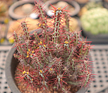 아에루기노사 0424-69|Euphorbia aeruginosa