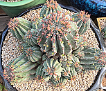 백오베사|Euphorbia obesa (Baseball Plant) 