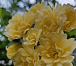 목향장미/노랑겹찔레장미/중|Rosa multiflora