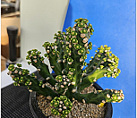 유포르비아 네리폴리아 HY(Euphorbia neriifolia hy)문어다리 01|