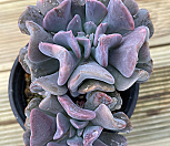 큐빅프로스티금 군생(22)|Echeveria pulvinata Frosty
