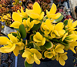 황금염좌 군생 6-8328(중품)|Crassula argentea f variegata