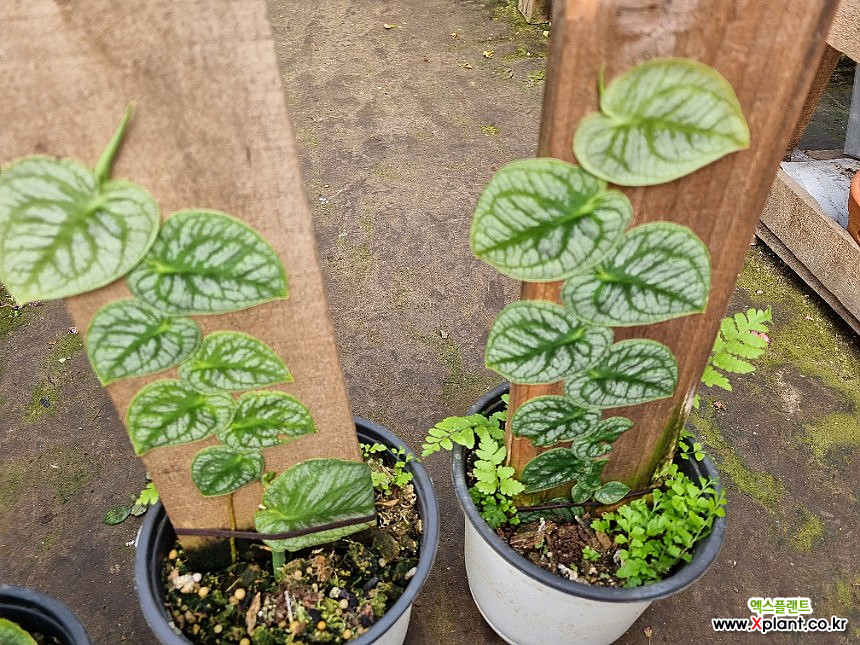 Monstera dubia [] Foliage - Xplant