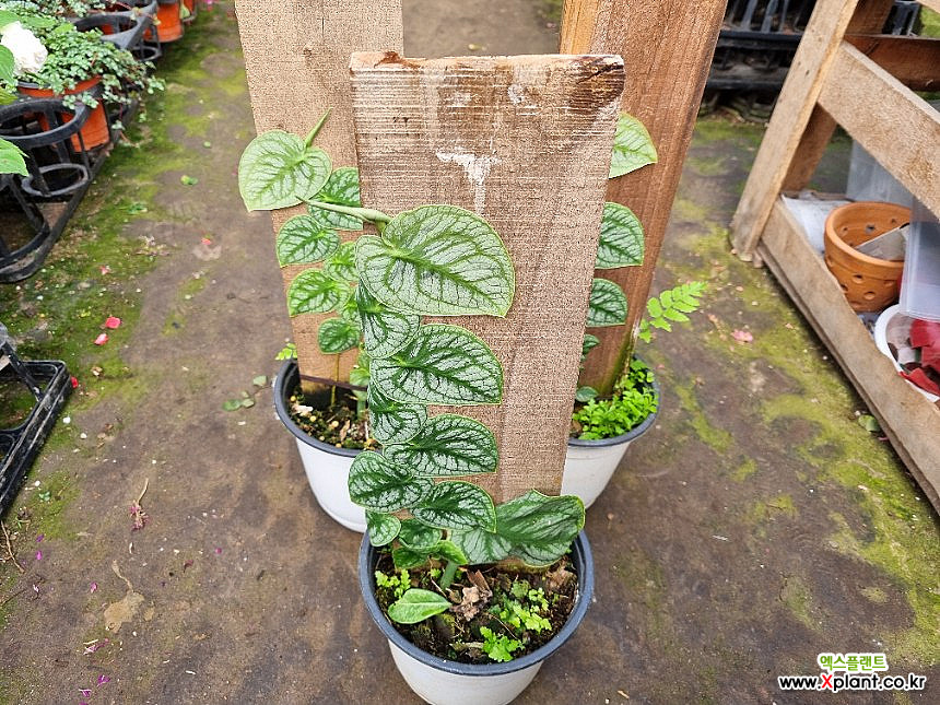 philo selloum plant Philodendron Selloum 'Hope'  Tula House