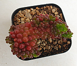 레드베리철화9599|Sedum Rubrotinctum Redberry