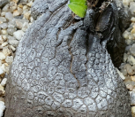엘리펀트 귀품/고질라 구근이 겁나 머찜|Ariocarpus fissuratus Godzilla