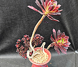 흑법사철화|Aeonium arboreum Zwartkop
