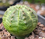 오베사 404-8588|Euphorbia obesa (Baseball Plant) 