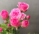 분홍미니겹찔레|Rosa multiflora