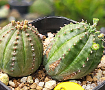 오베사 404-8597|Euphorbia obesa (Baseball Plant) 