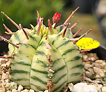 멜로포르미스금 404-8598|Euphorbia meloformis