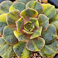 多肉植物 韓国苗 ゼスター 綴化＆ ゼスター錦 3e2d2559417c6700d47570bcc7e6dc