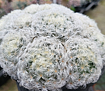 백성 405-8792|Mammillaria plumosa