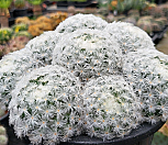 백성 405-8793|Mammillaria plumosa