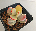 방울복랑금9661|Cotyledon orbiculata cv variegated