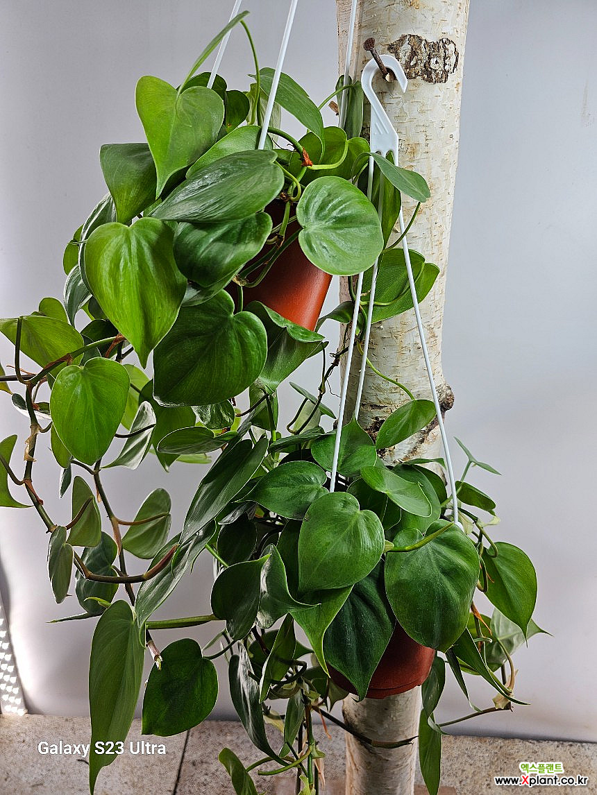 philodendron erubescens kaufen Philodendron Majesty