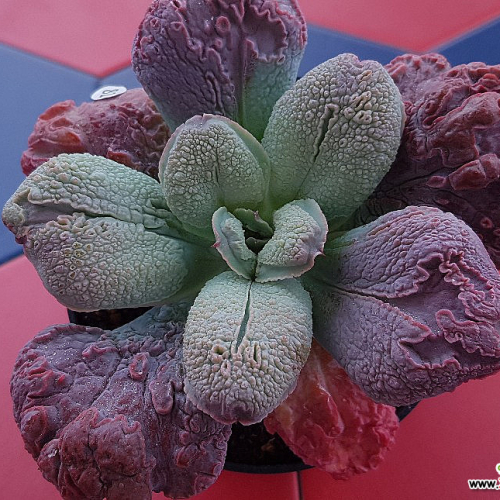 링구아스 - 다육식물 다육이 식물 꽃 화초 예쁜 다육 판매 키우기
