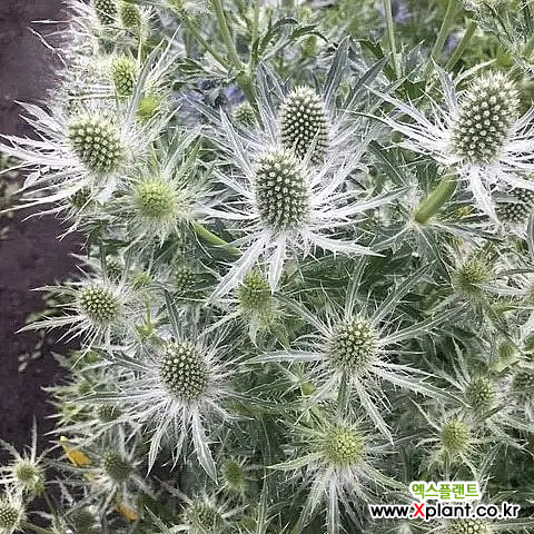 에린지움 매지컬 실버 6치포트 에린기움 은백색 여름꽃 야생화 노지월동 : 야생화 - 엑스플랜트