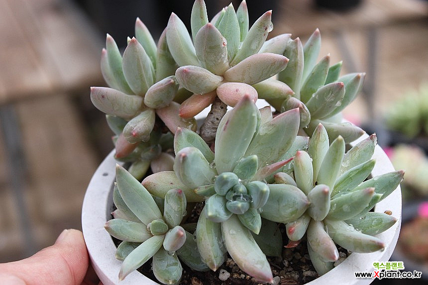 6016是千代田之松중大品老庄群生桩特价6016 多肉植物- Xplant