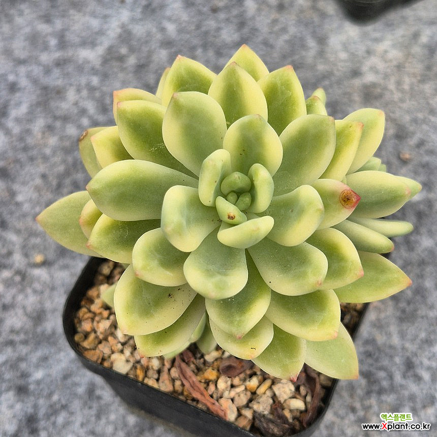 多肉植物 韓国苗 春萌錦 3個セット 春萌 多肉植物 錦 - Xplant