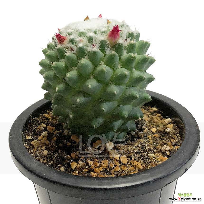 Mammillaria polythele Toluca Cactus - Xplant