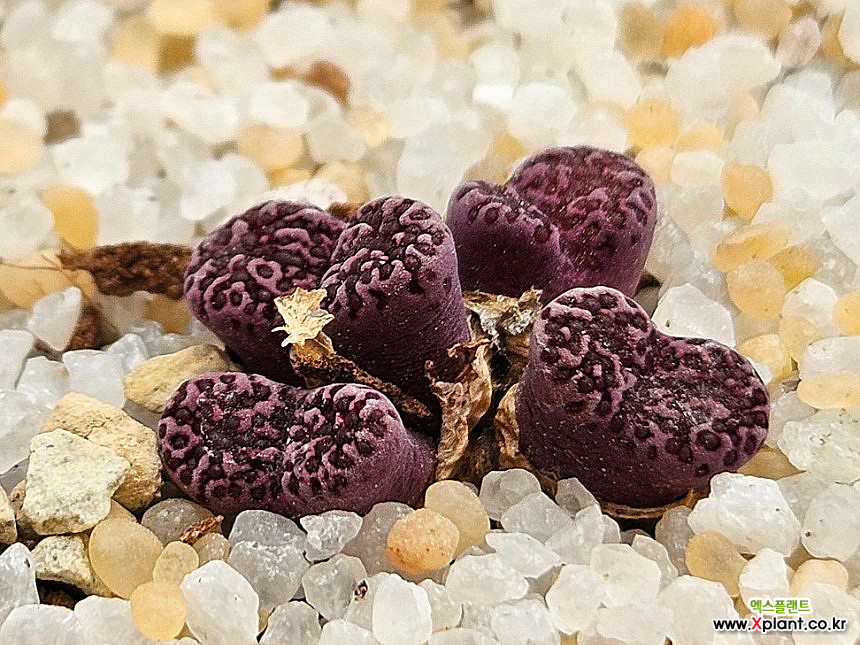 마킨스플럼 : 코노피튬 - 엑스플랜트