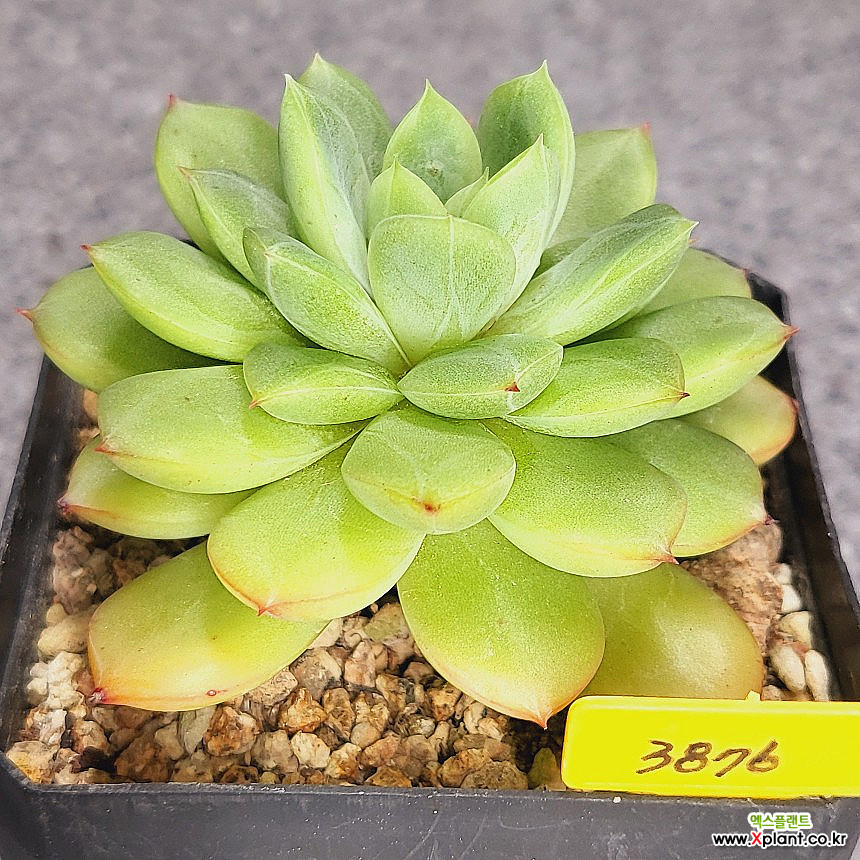 3876 옐로우핀 : 다육식물 - 엑스플랜트