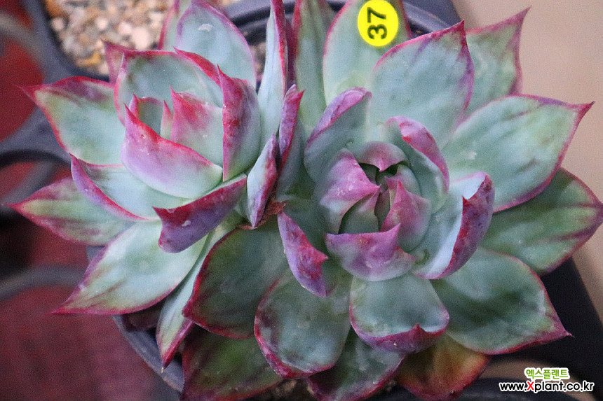 Echeveria Casio37 37 多肉植物 錦 - Xplant