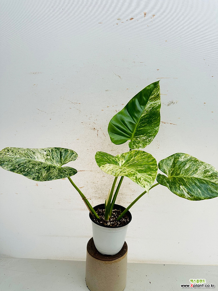 Philodendron Giganteum Variegated // 55 65 Air purification - Xplant