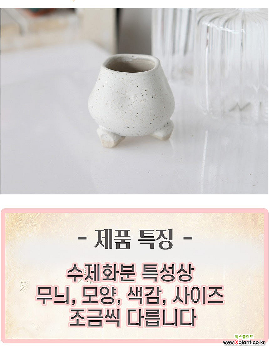 토어도예 미니 콩순이 엄마(도트화이트) 콩분 다육 큰 인아트스튜디오 : 다육화분 - 엑스플랜트
